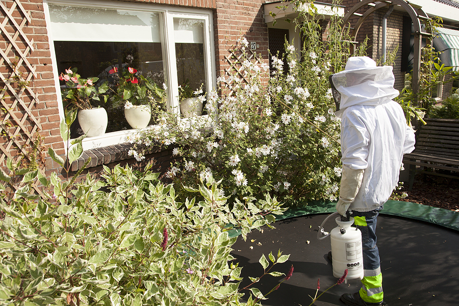 Wasp exterminator spraying on the garden